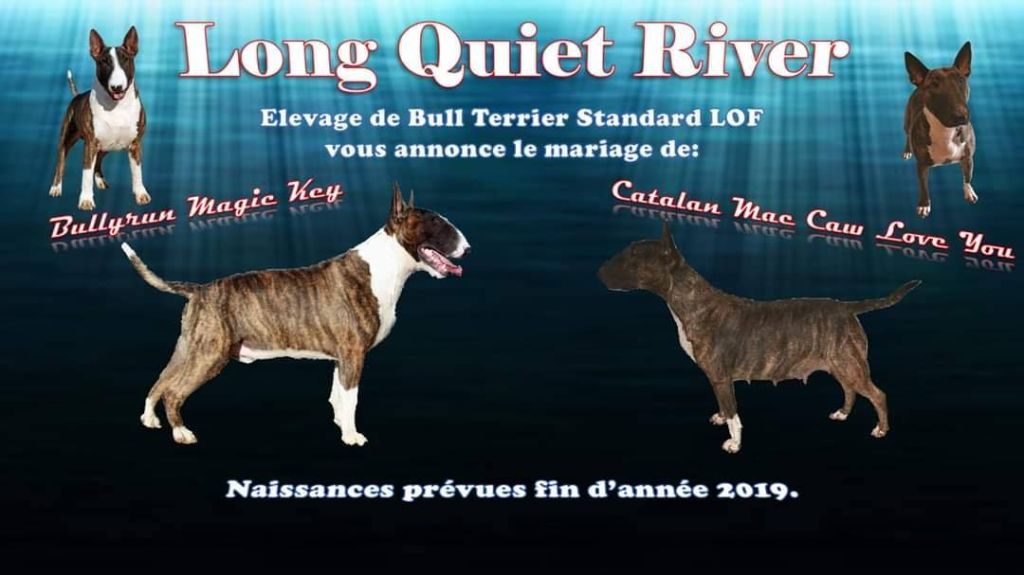 Long Quiet River - Bull Terrier - Portée née le 24/12/2019
