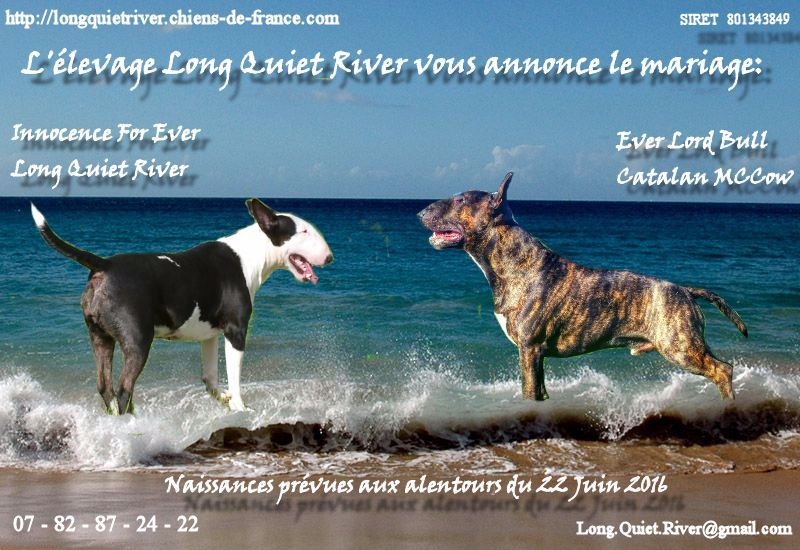 Long Quiet River - Bull Terrier - Portée née le 22/06/2016